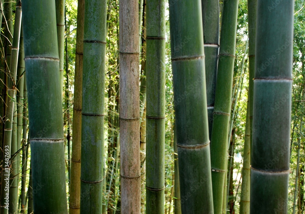 Bamboo Bamboo