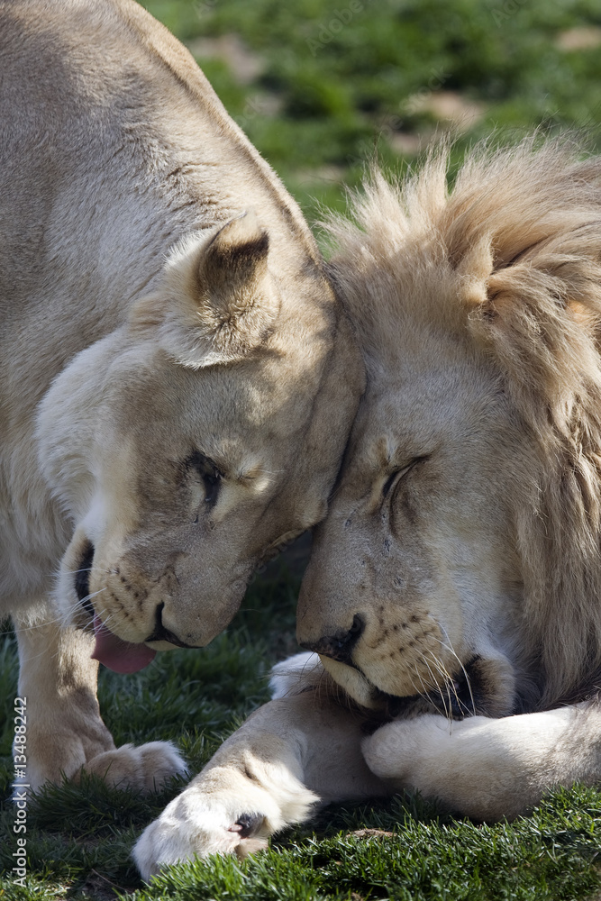 Fototapeta premium African Lion (Panthera leo krugeri)