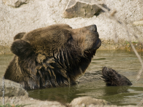 Bärchen im Wasser