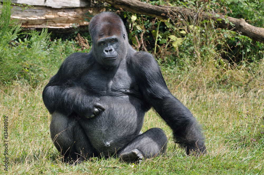 Naklejka premium Gorille