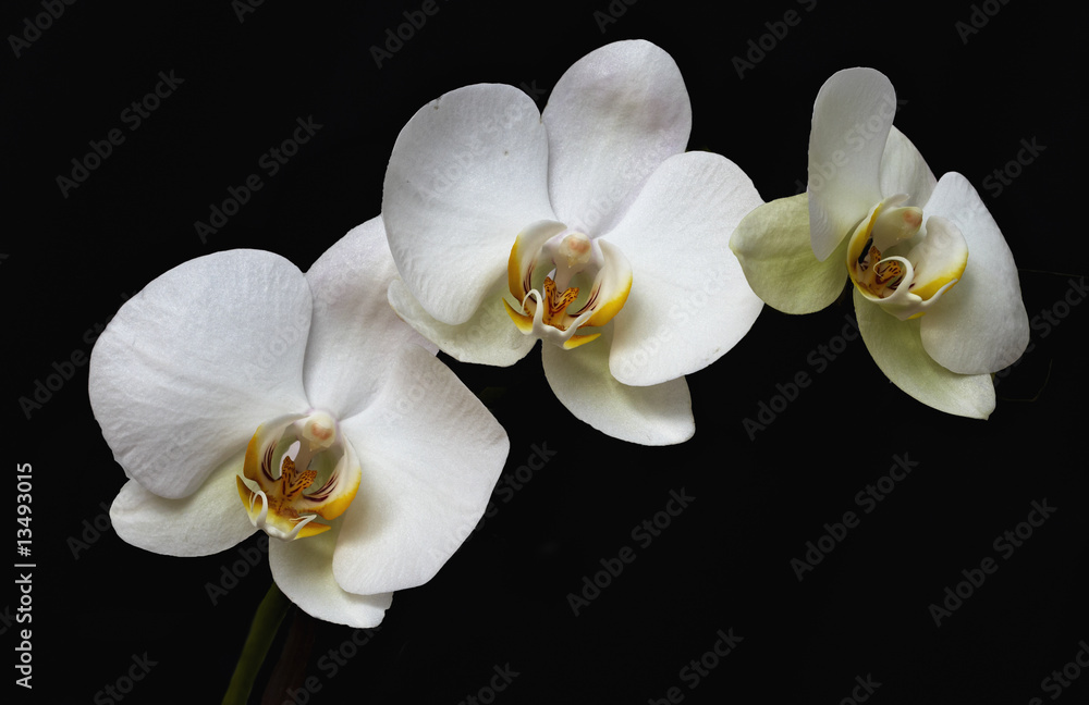 Three of kind of orchid flowers
