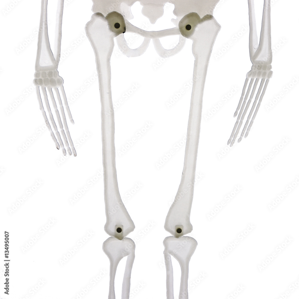 detail of the middle part of skeleton isolated on white detail of the middle part of skeleton isolated on white