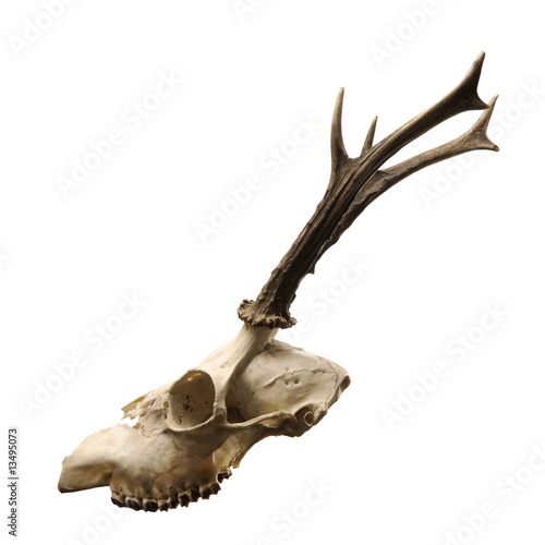 skeleton head with antlers