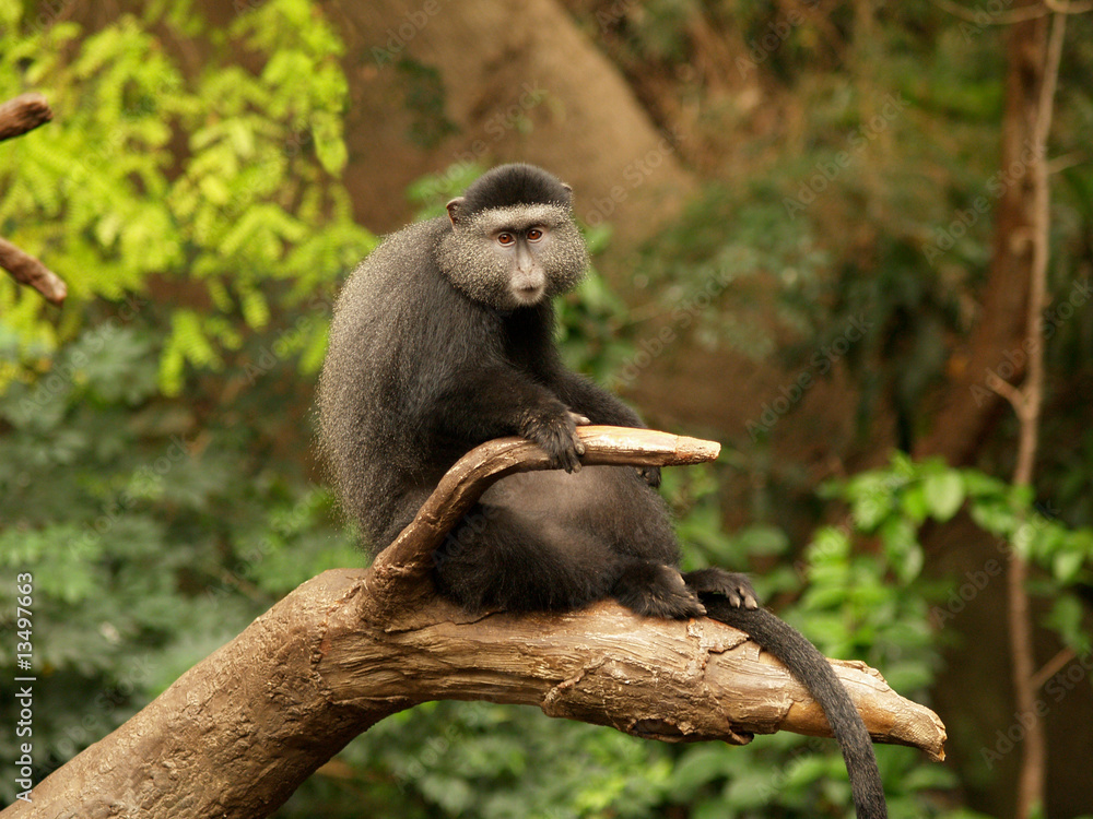 Obraz premium Lone monkey sitting on a limb.
