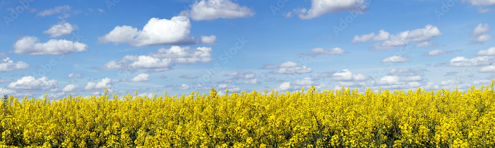 Rapeseed field panoramic landscape Rapeseed field panoramic landscape