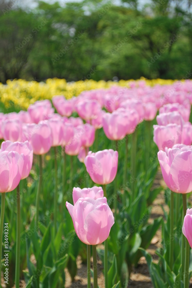 Obraz premium Tulips in full bloom at a park