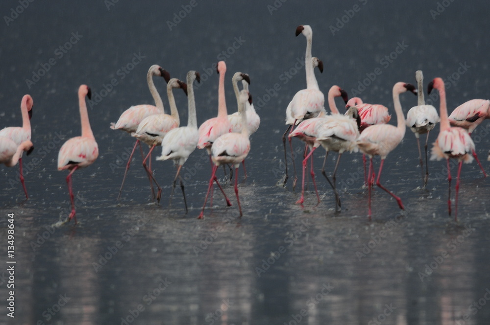 Lesser Flamingo, Kenya, Lake Nakuru Lesser Flamingo, Kenya, Lake Nakuru