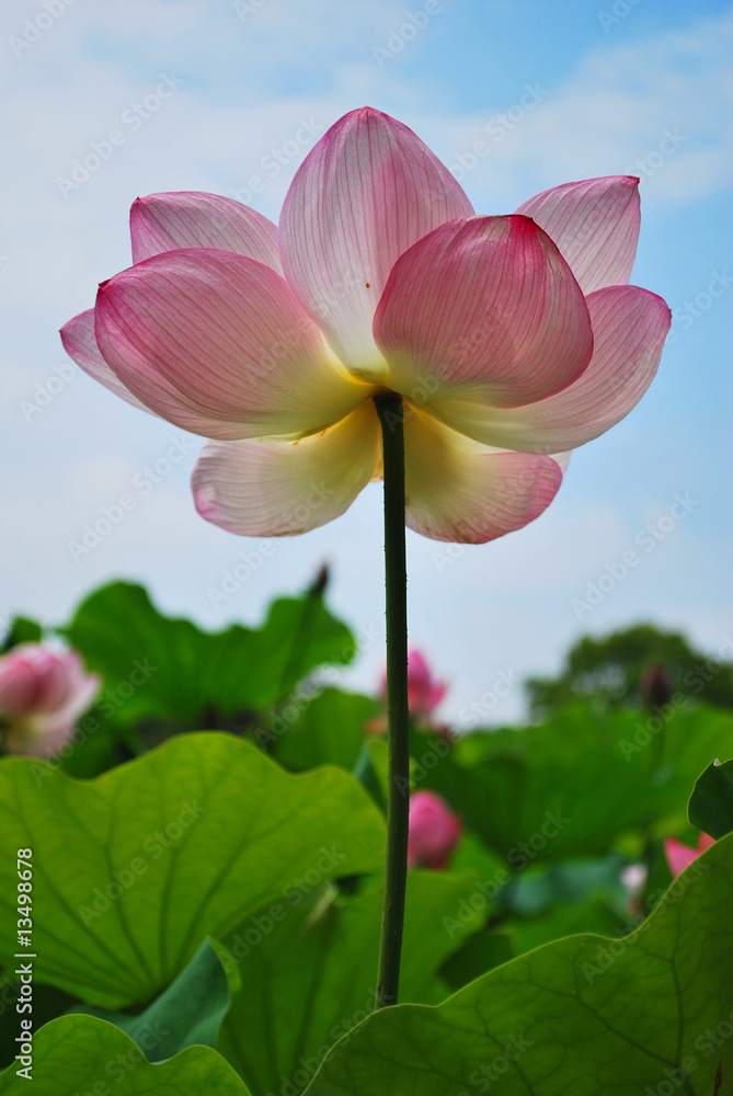 Pink lotus flower shot from below