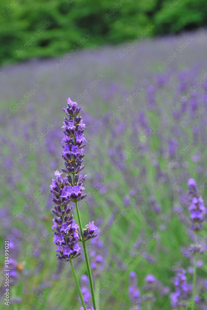 Obraz premium Lavendar field