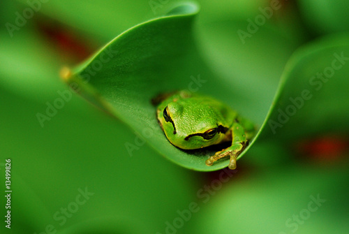 Green frog on a green leaf