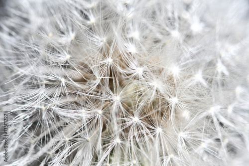 abstract dandilion background