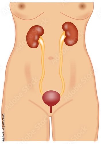 woman urinary system