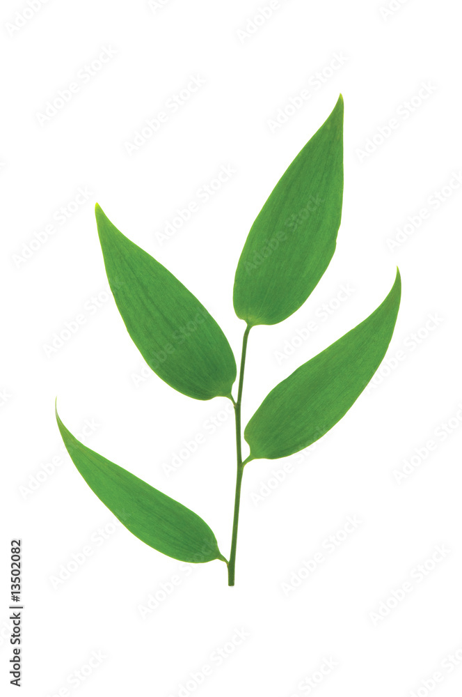 Green leaf isolated on the white background