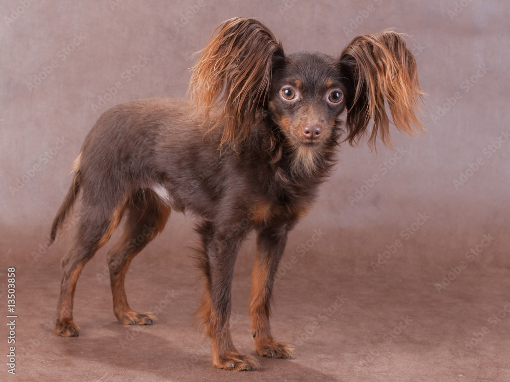 Young pedigree dog of Moscow long haired toy terrier Stock Photo