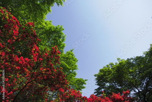 つつじの花と青空