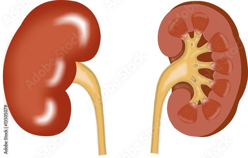 kidney