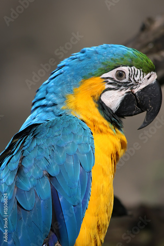 Blue and Yellow Macaw (Ara ararauna) © BGStock72