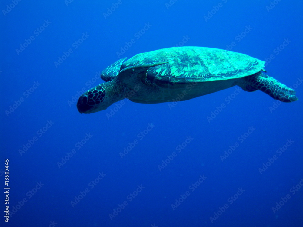 Obraz premium Tortuga sobre azul II