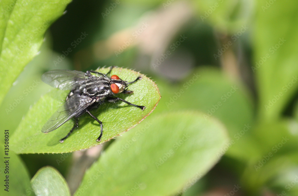 A Garden Fly on a Green Leaf. A Garden Fly on a Green Leaf.