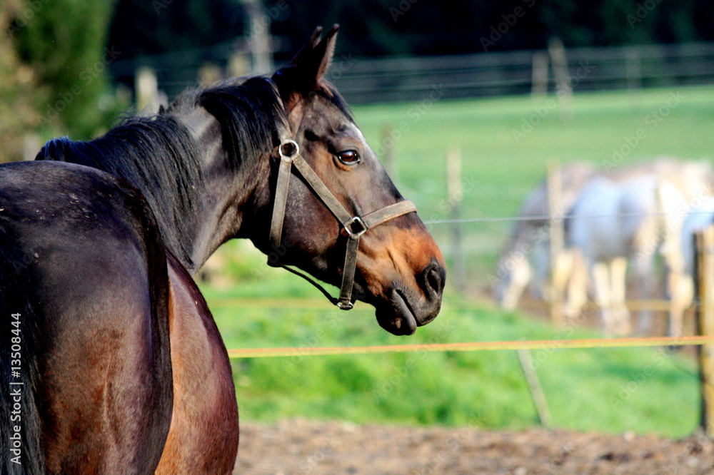 Fototapeta premium Pferd auf Weide