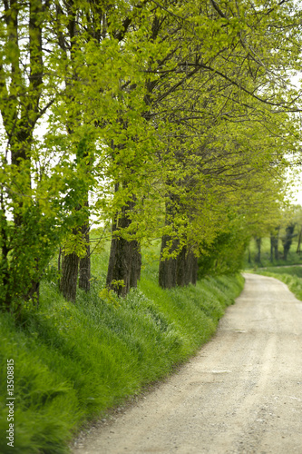 strada tre gli alberi