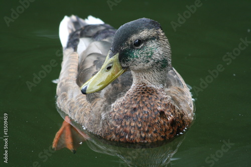 mallard duck