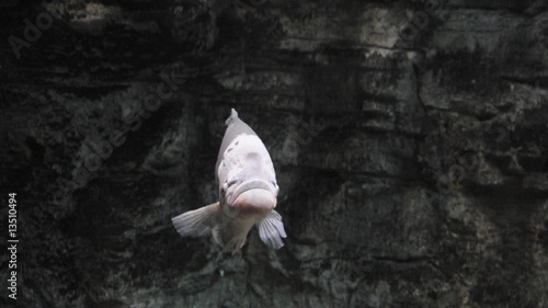 Großer Fisch