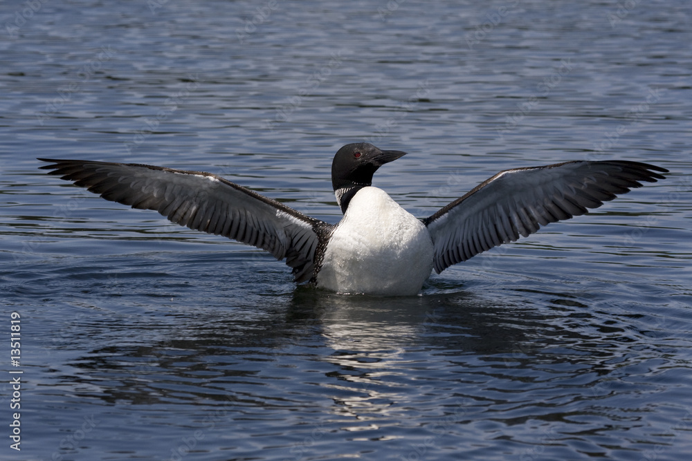 Fototapeta premium Common Loon XIV (Gavia immer)
