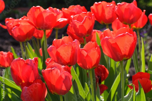Rote Tulpen   red tulips