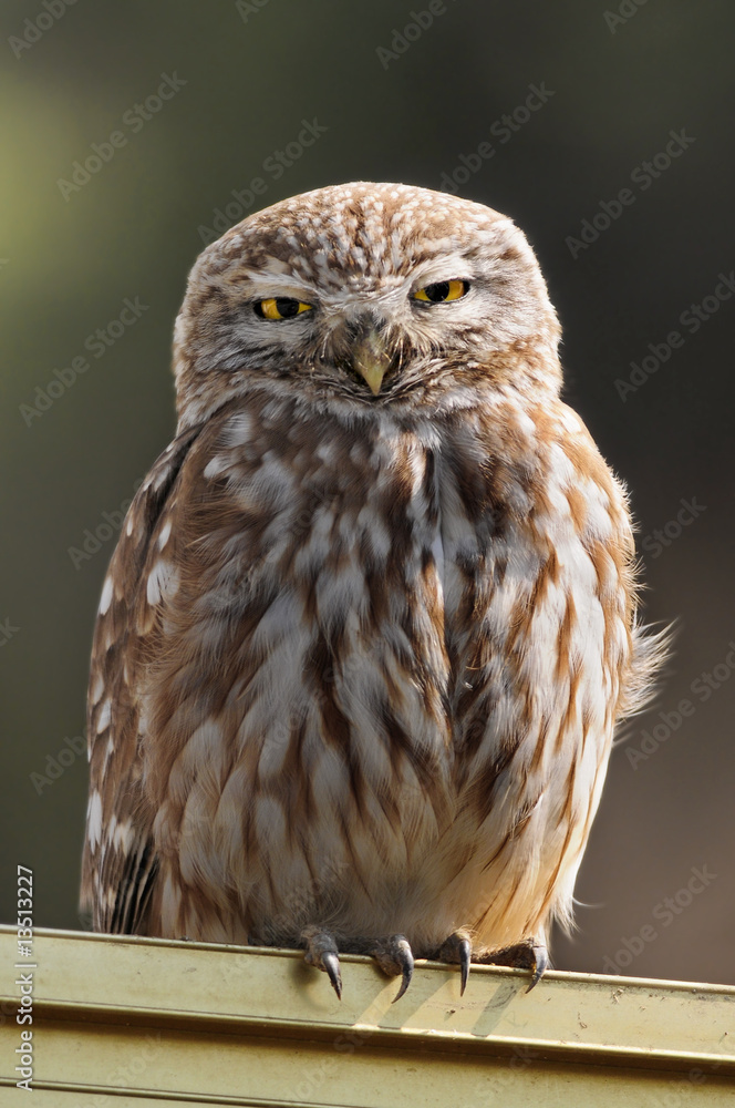Fototapeta premium The Little Owl (Athene noctua), K.Tivon, Israel