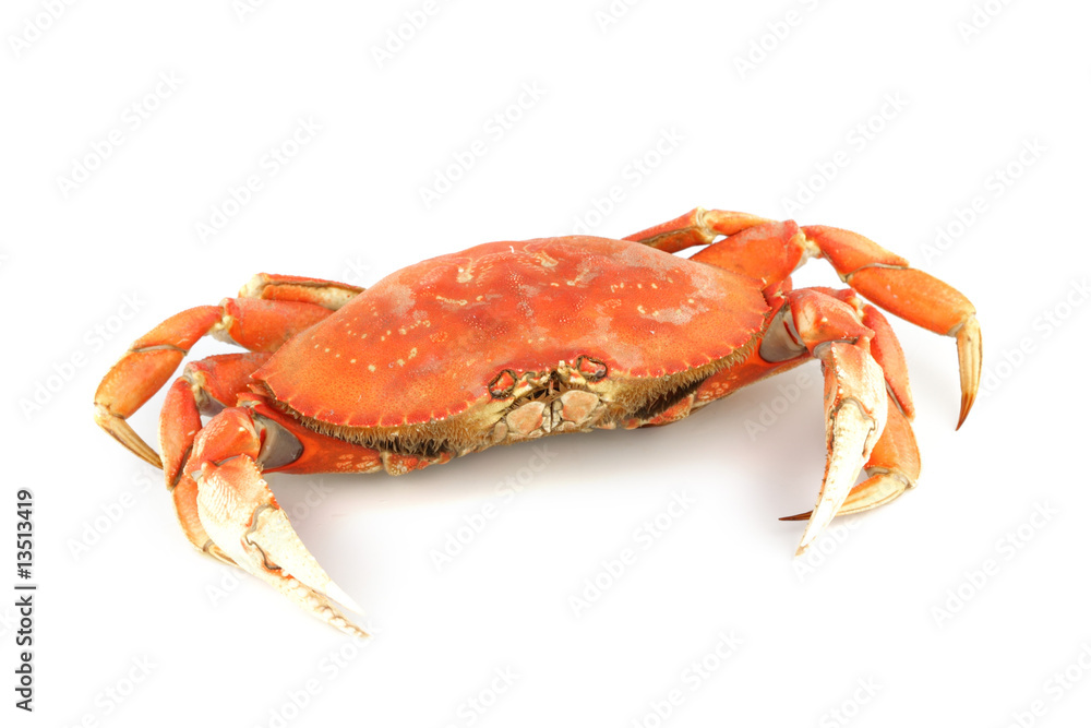 dungeness crab