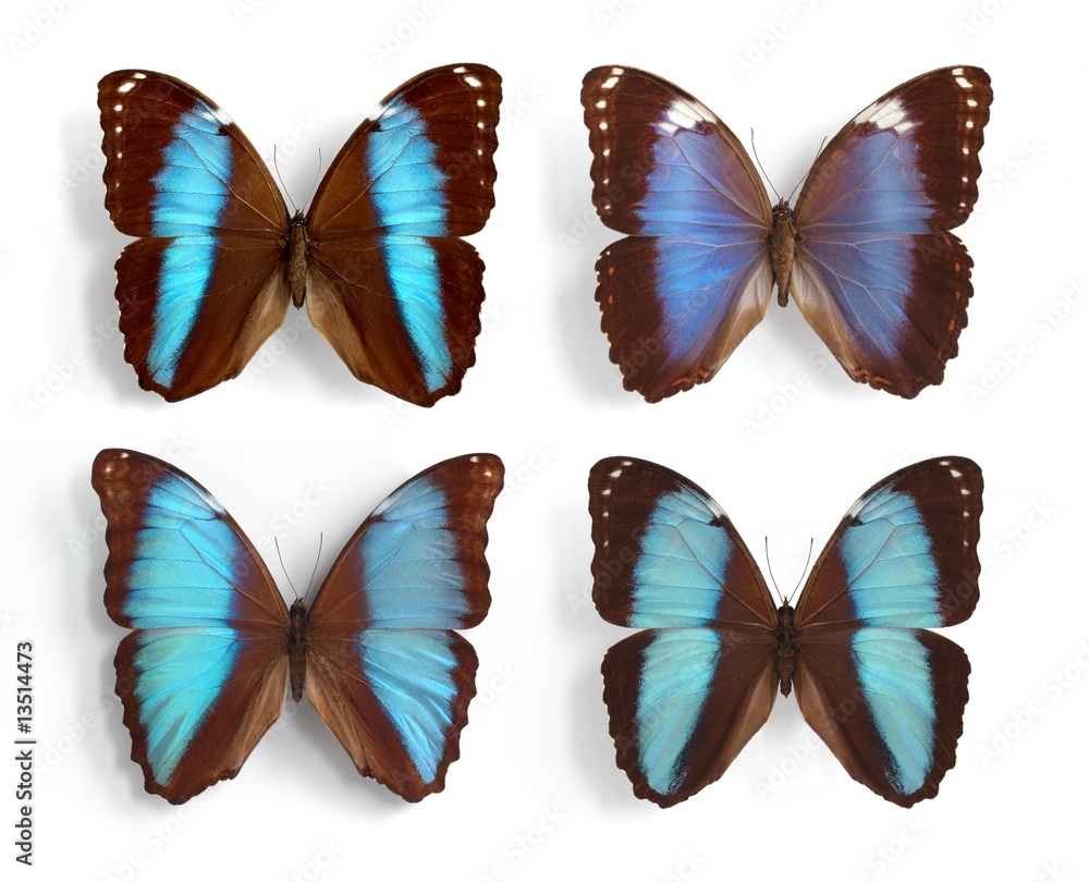 Morpho Morpho