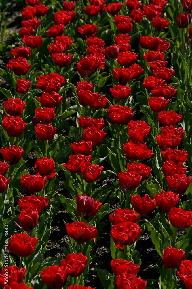 Frühlingsbeet Frühlingsbeet
