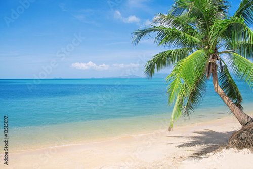 Fototapeta Naklejka Na Ścianę i Meble -  beach with coconut palm and sea