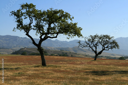 Central California Oak Trees - Solvang California