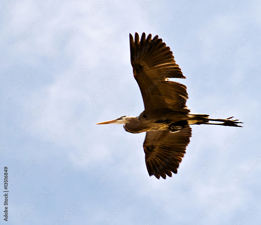 Obraz premium HERON IN FLIGHT