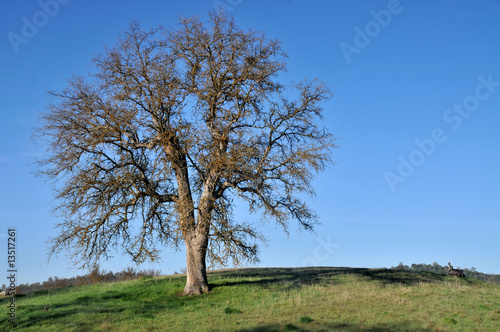 Tree on a hill of a pasture
