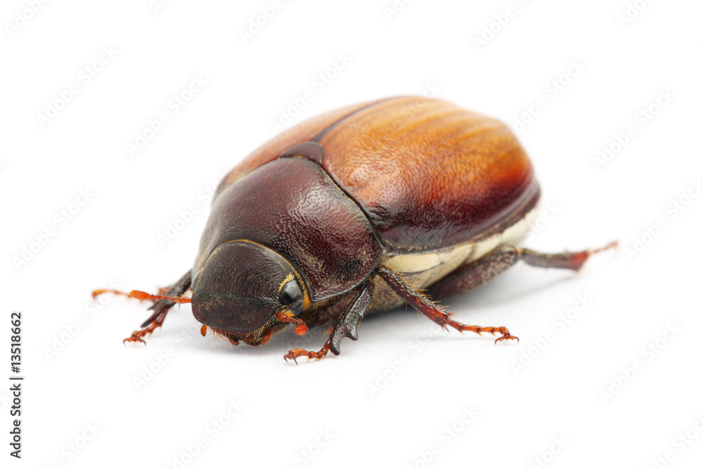 Beetle (Blitopertha Polyanor) Beetle (Blitopertha Polyanor)