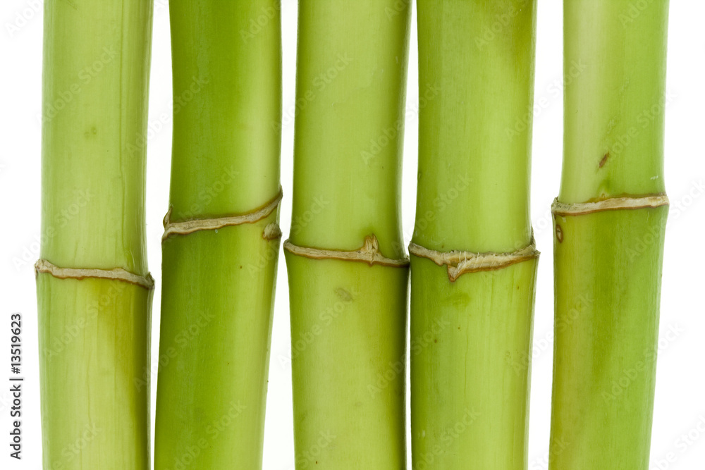 Obraz premium bambus Close-up