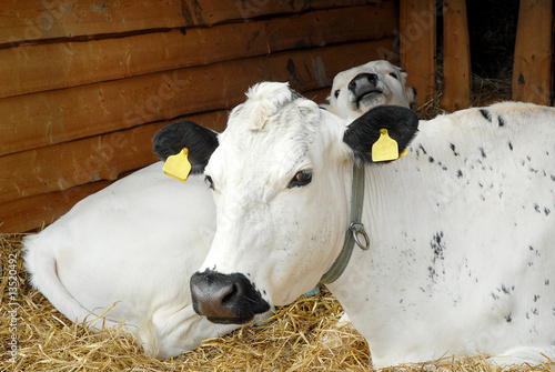 Cows, called Rørosfe, chew the cud on the stall.