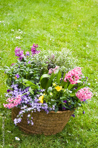Basket with spring flowers in the garden