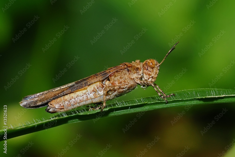 brown grasshopper and leaf in the parks brown grasshopper and leaf in the parks