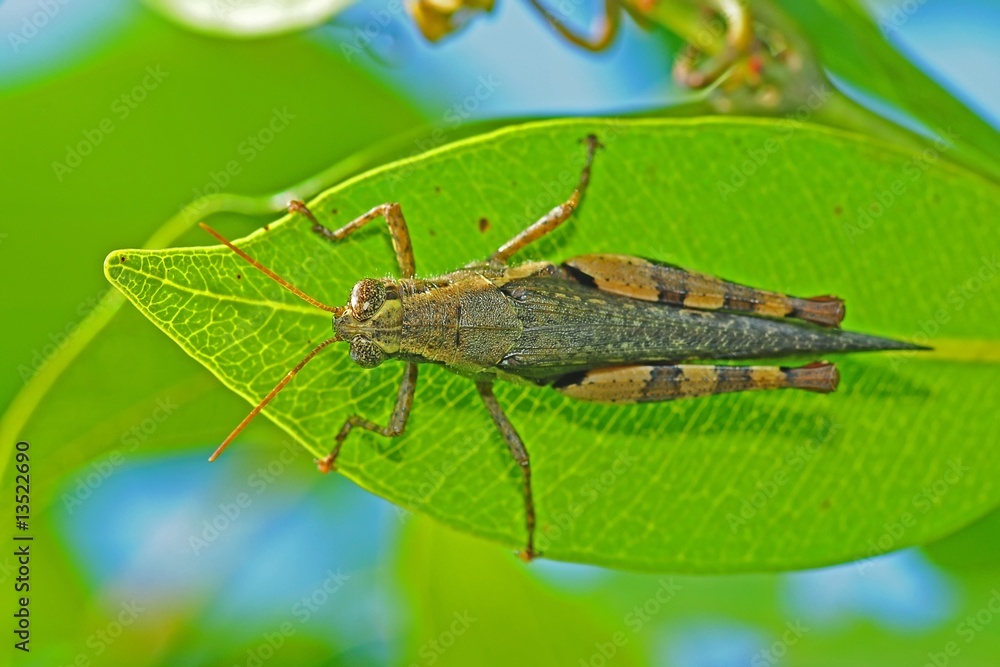 brown grasshopper in the parks brown grasshopper in the parks