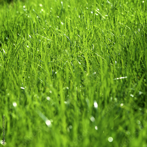 grass after a rain