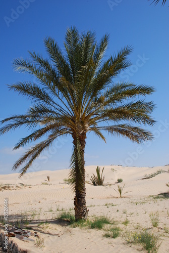 palmier dans le désert