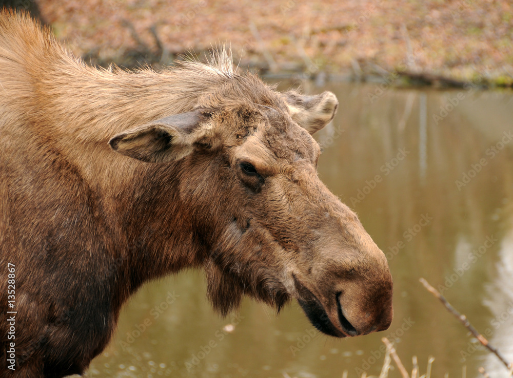 Wild moose