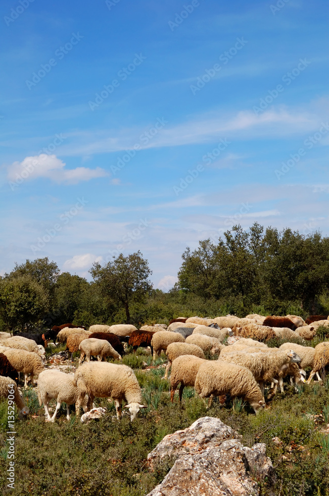 Sheep farming in Spain Sheep farming in Spain