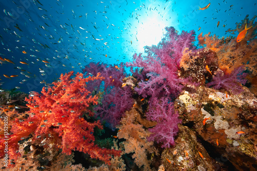 ocean  coral and fish