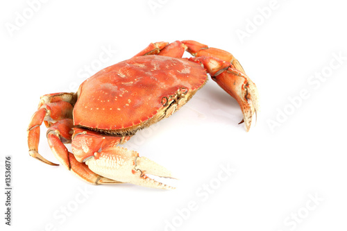 Fotografie dungeness crab