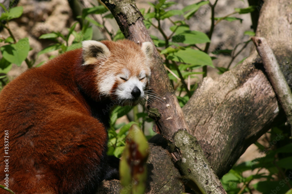 Fototapeta premium panda roux